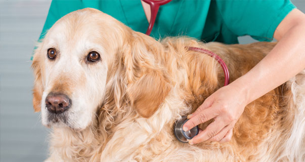 Grado Veterinaria DEM